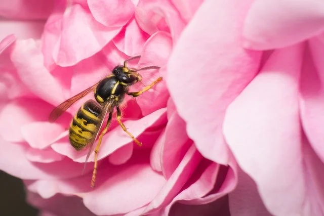 wasp nest removal