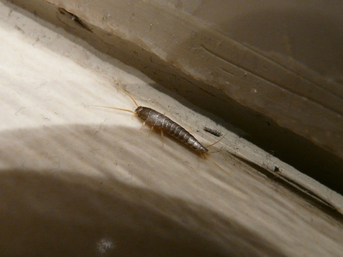 silverfish pest control treatment