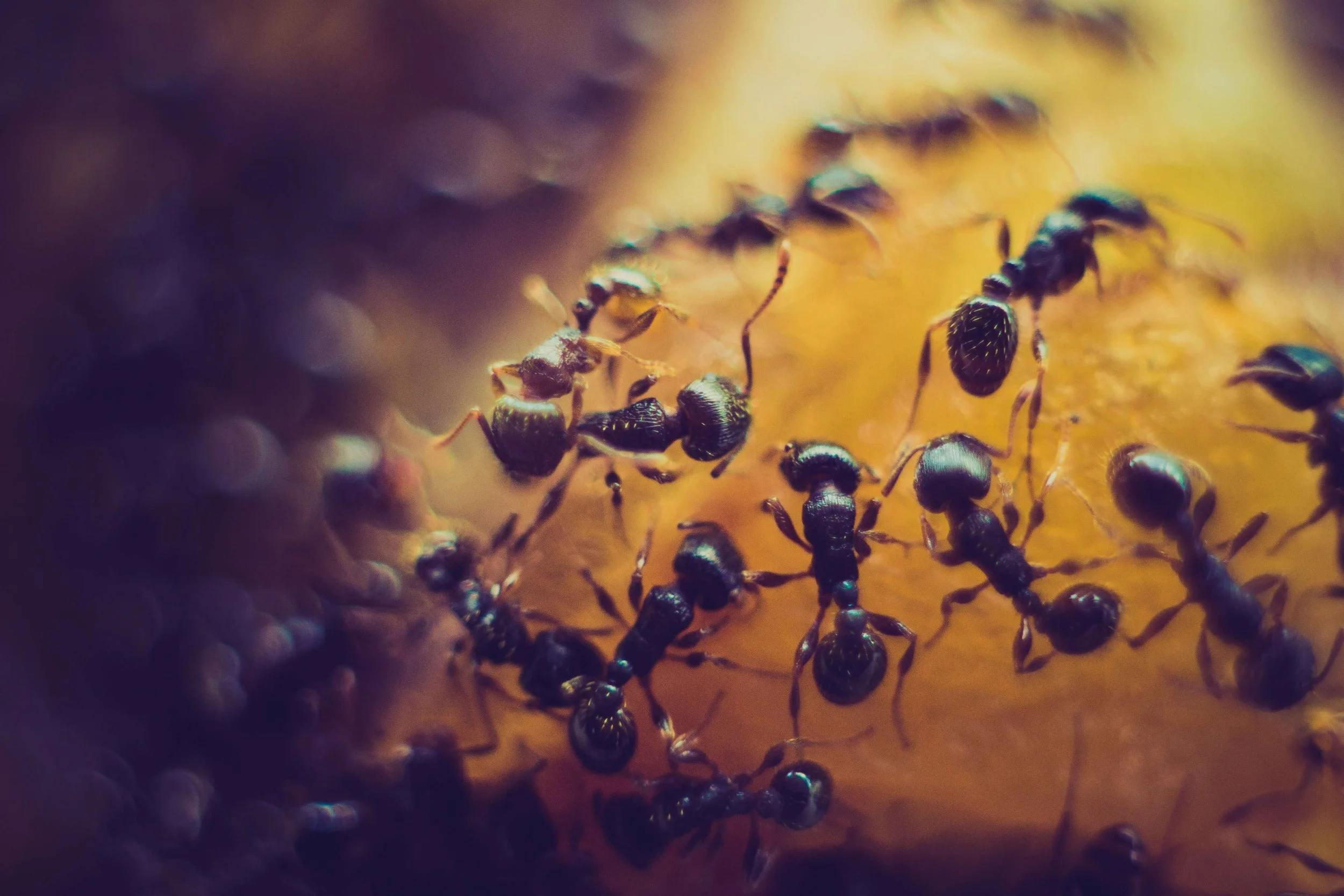 Springtime Pest Guide: II