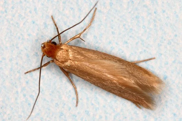 carpet-moth-treatment