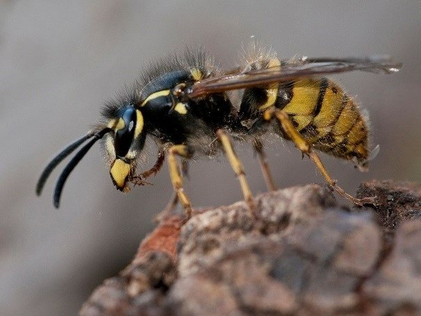 Wasp Nest Removals