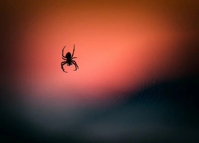 spider pest control information