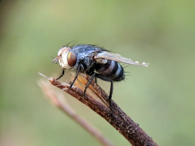 Fly pest control information