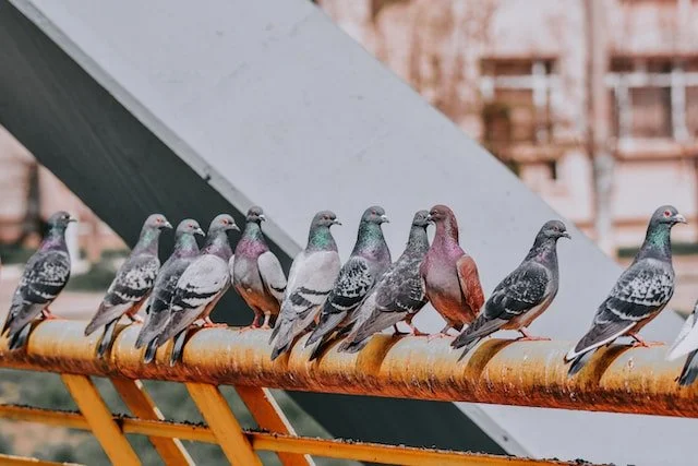 bird control services