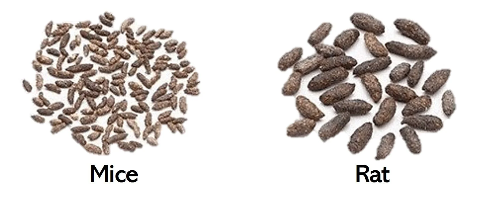 Mice Guide — Advanced Pest Solutions