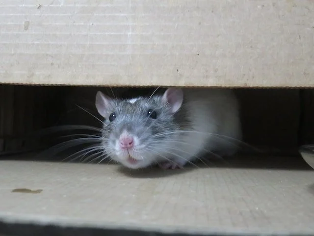 rat pest control guide