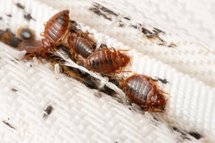 bed bug fumigation service