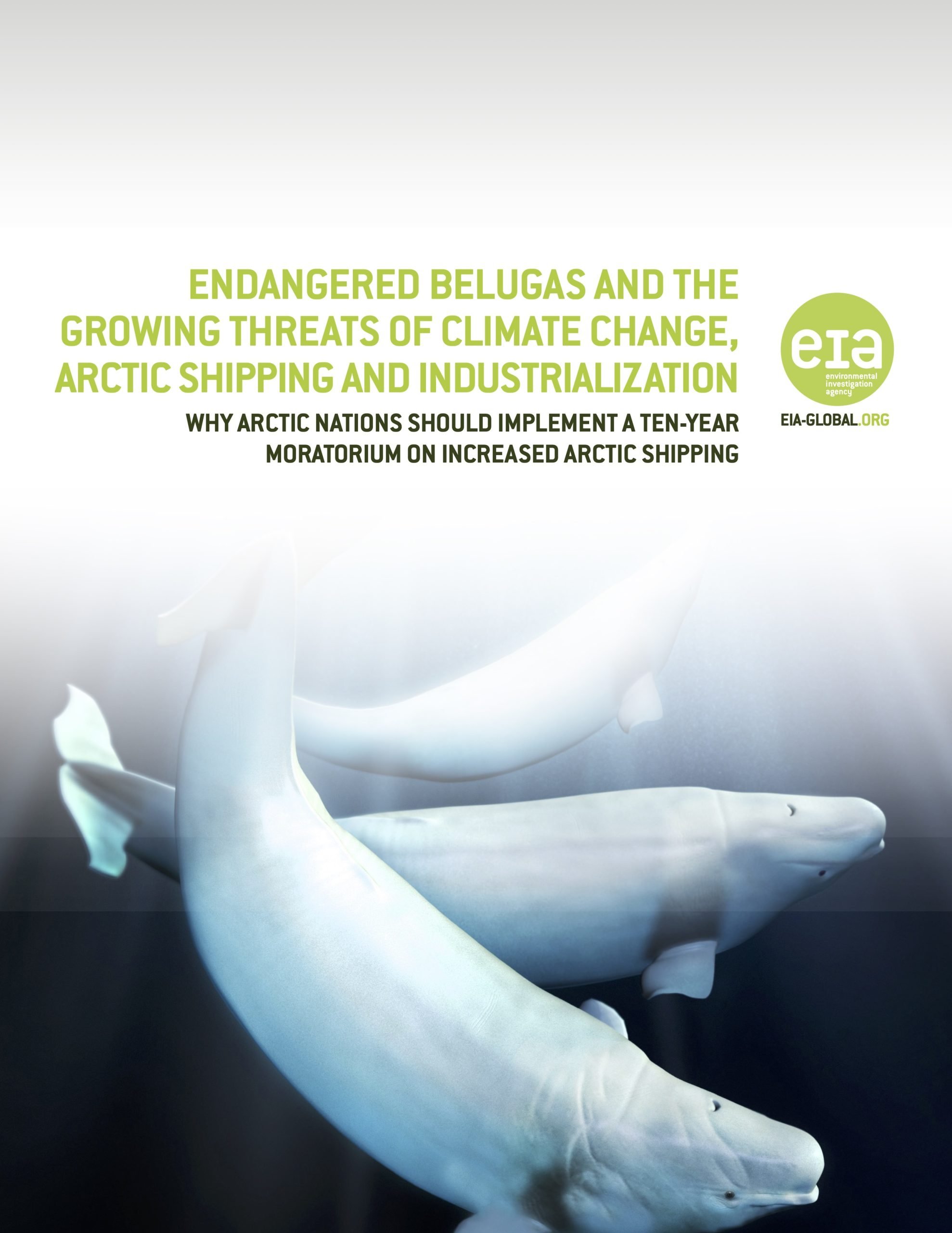 Endangered Belugas in a Melting Arctic: A Call to Action for Arctic Nations