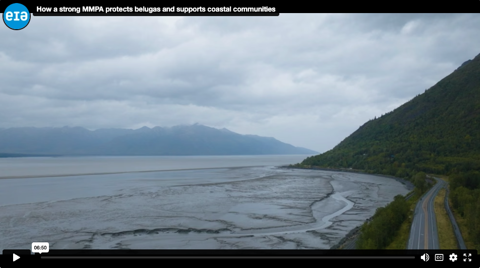 How a strong MMPA protects belugas and supports coastal communities