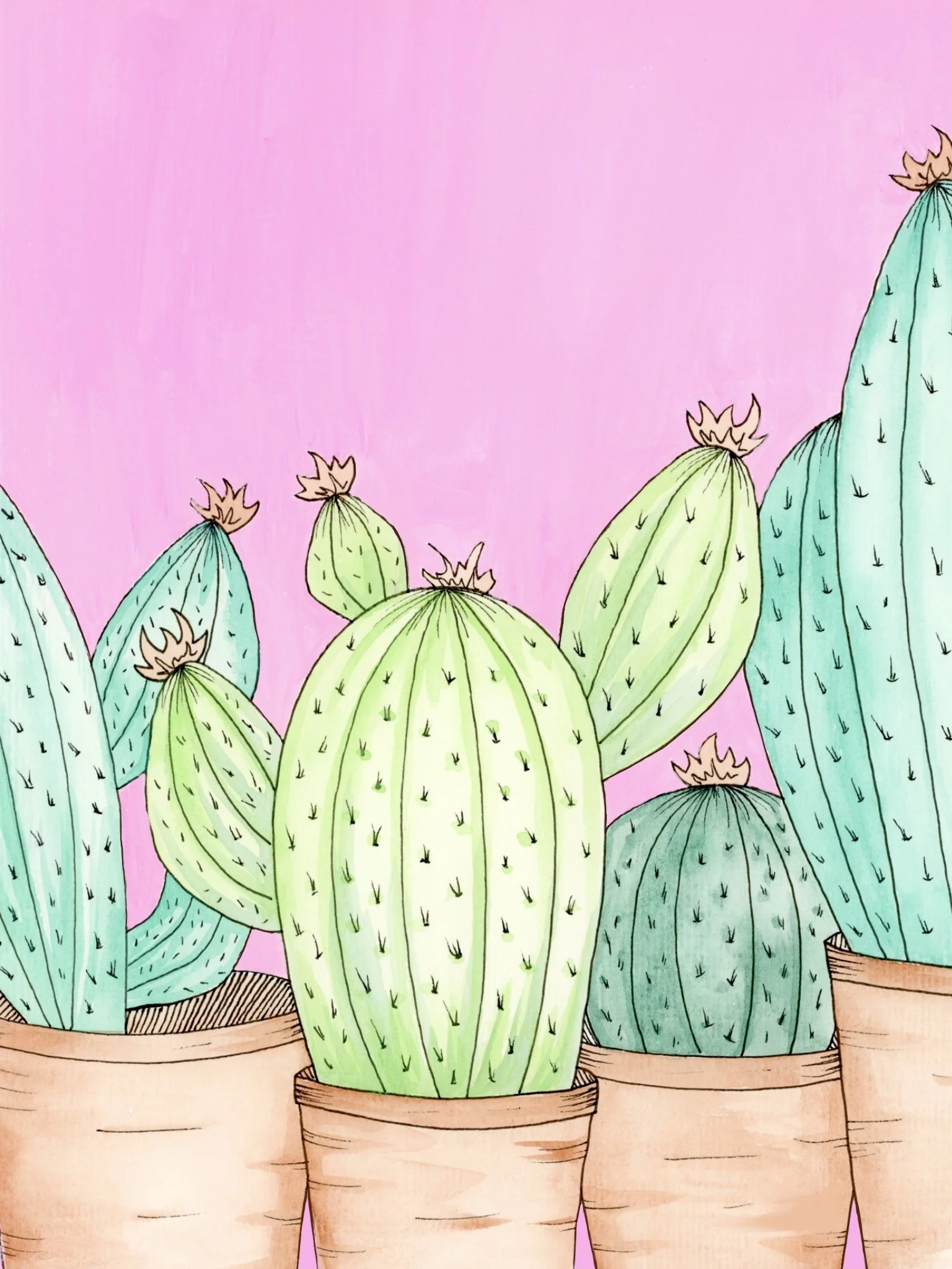 Colorful Cacti
