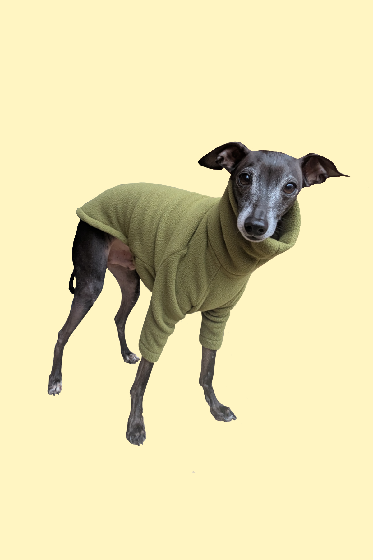 🐾 The Iggy Fleece – Perfect Fit for Italian Greyhounds