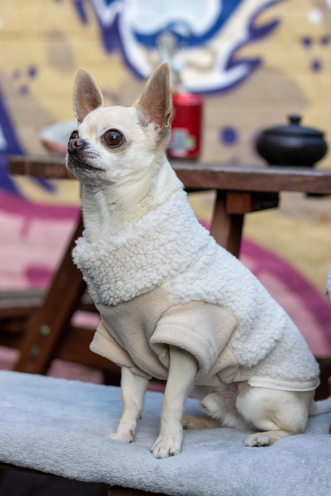 🐾 The Mini Sherpa Fleece —  for Toy Dog Breeds