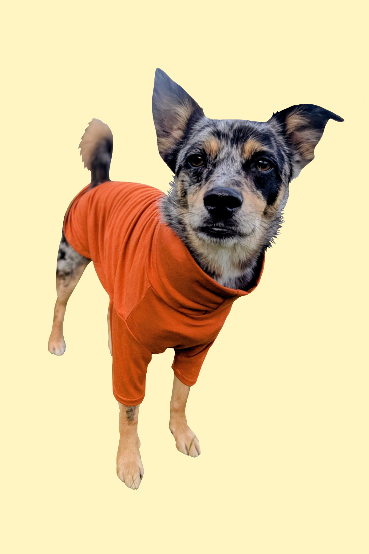 The Classic Bamboo Base layer - For small & large dogs.
