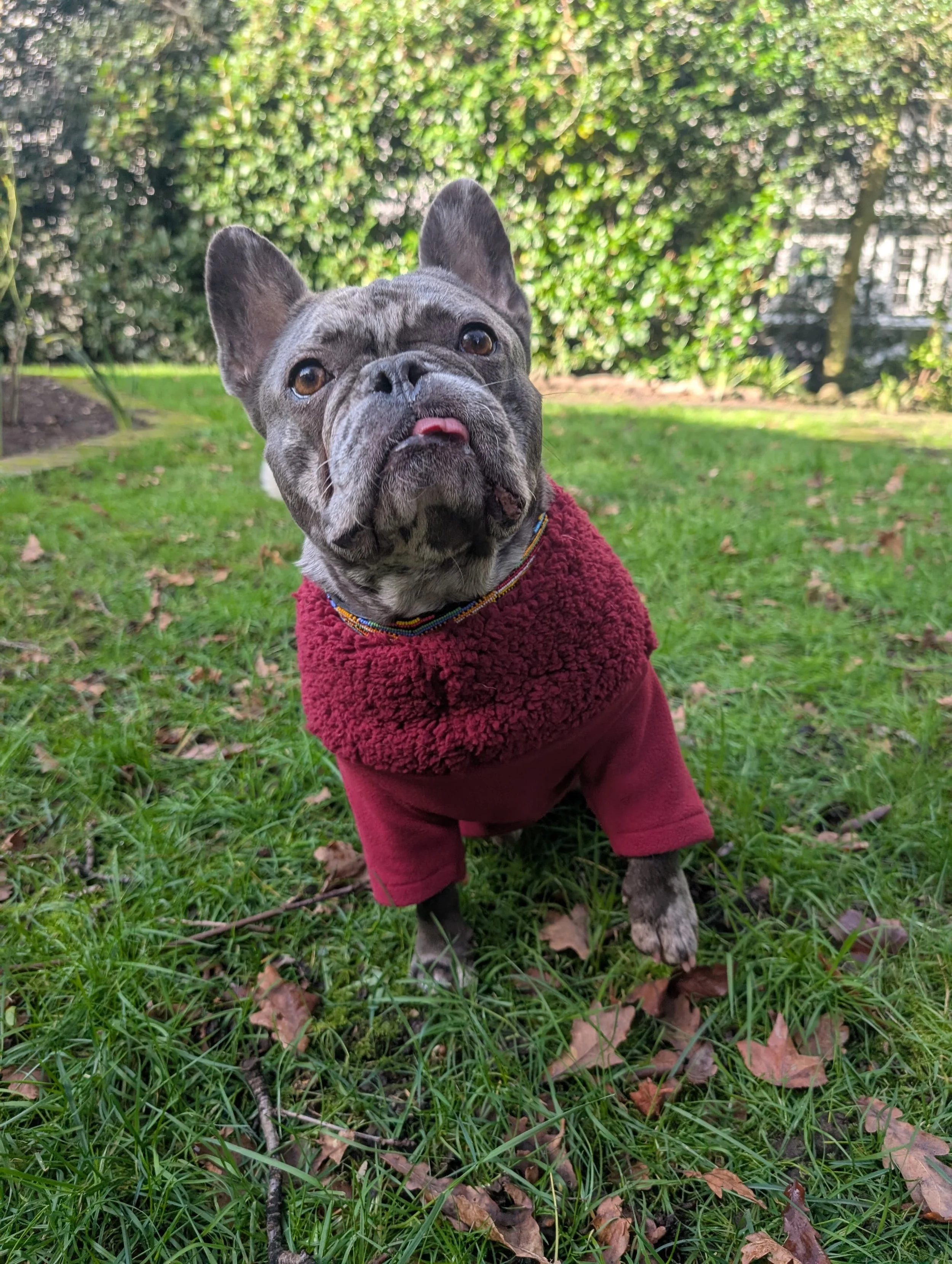 Bulldog Sherpa Dog Jumper | Cosy & Warm Fleece for Bulldogs | Soft Winter Dog Sweater | 6 Colours Available