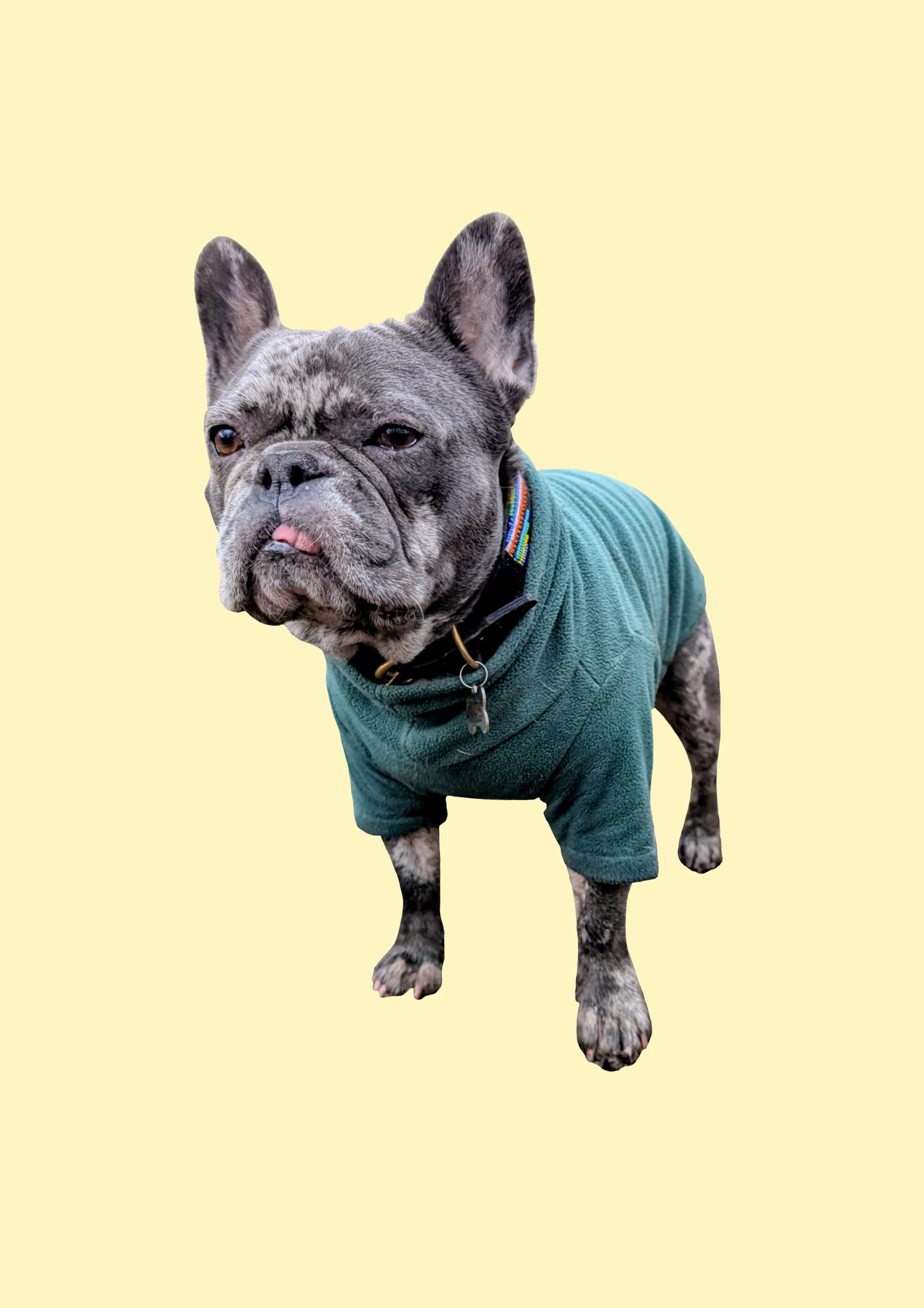 🐾 The Bulldog Fleece – Tailored Warmth for Brachycephalic dogs