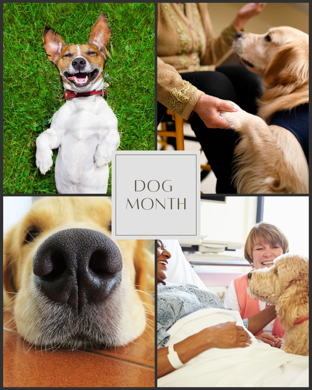 August is Dog Month!!