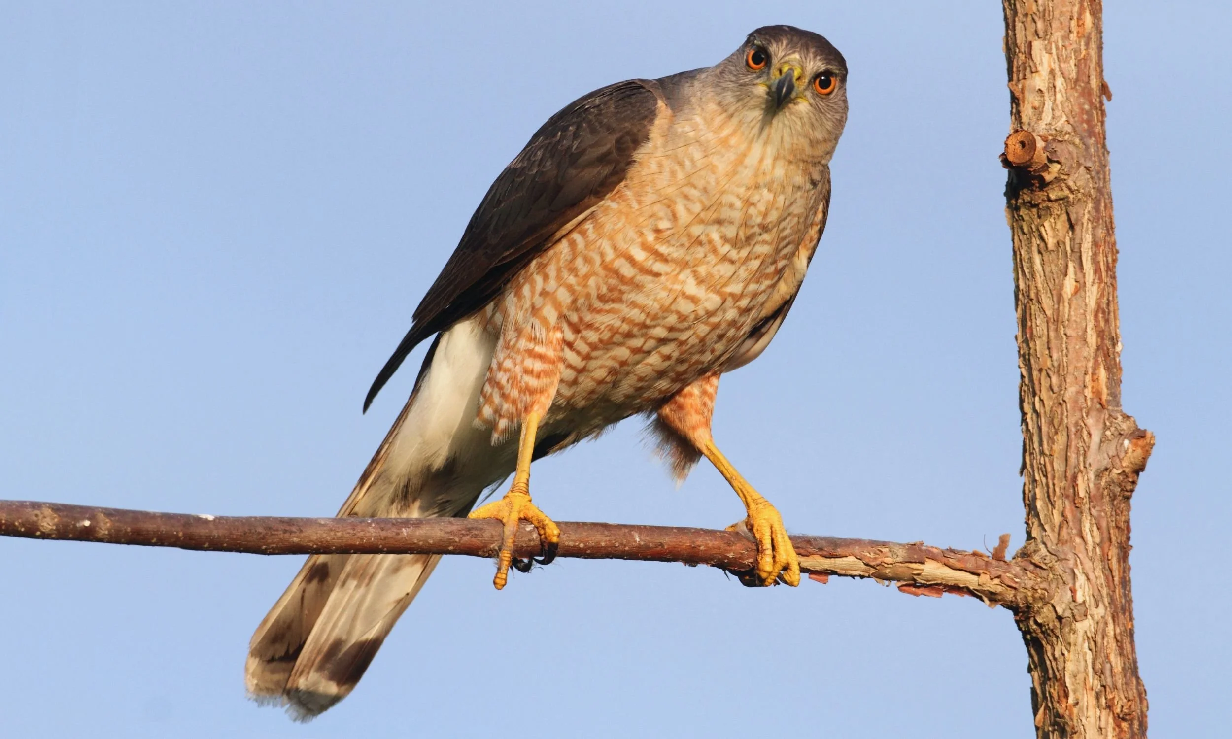 Raptors of Northeast Ohio