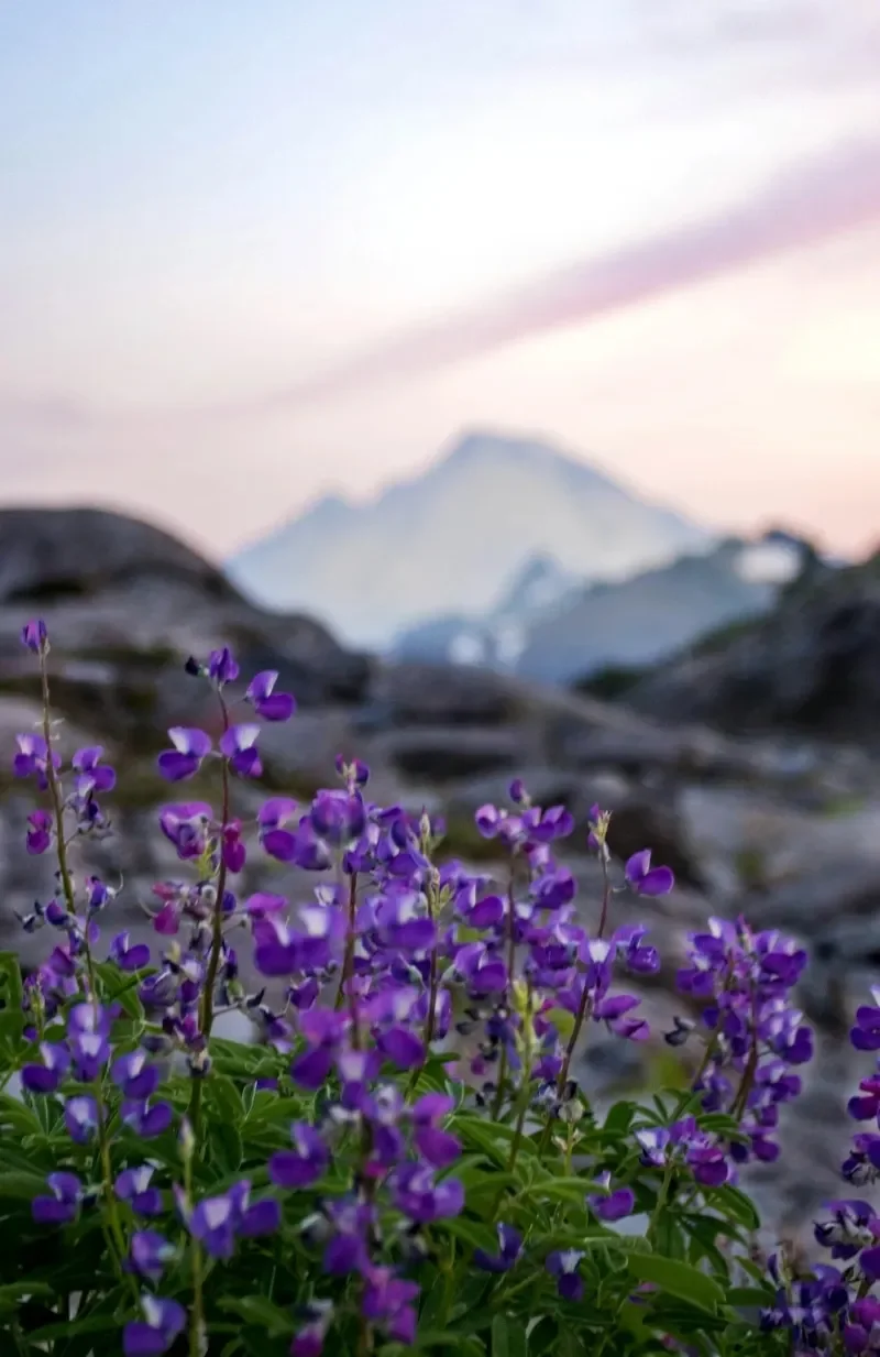 Close up focus on purple wildflowers in front of blurred mountain background