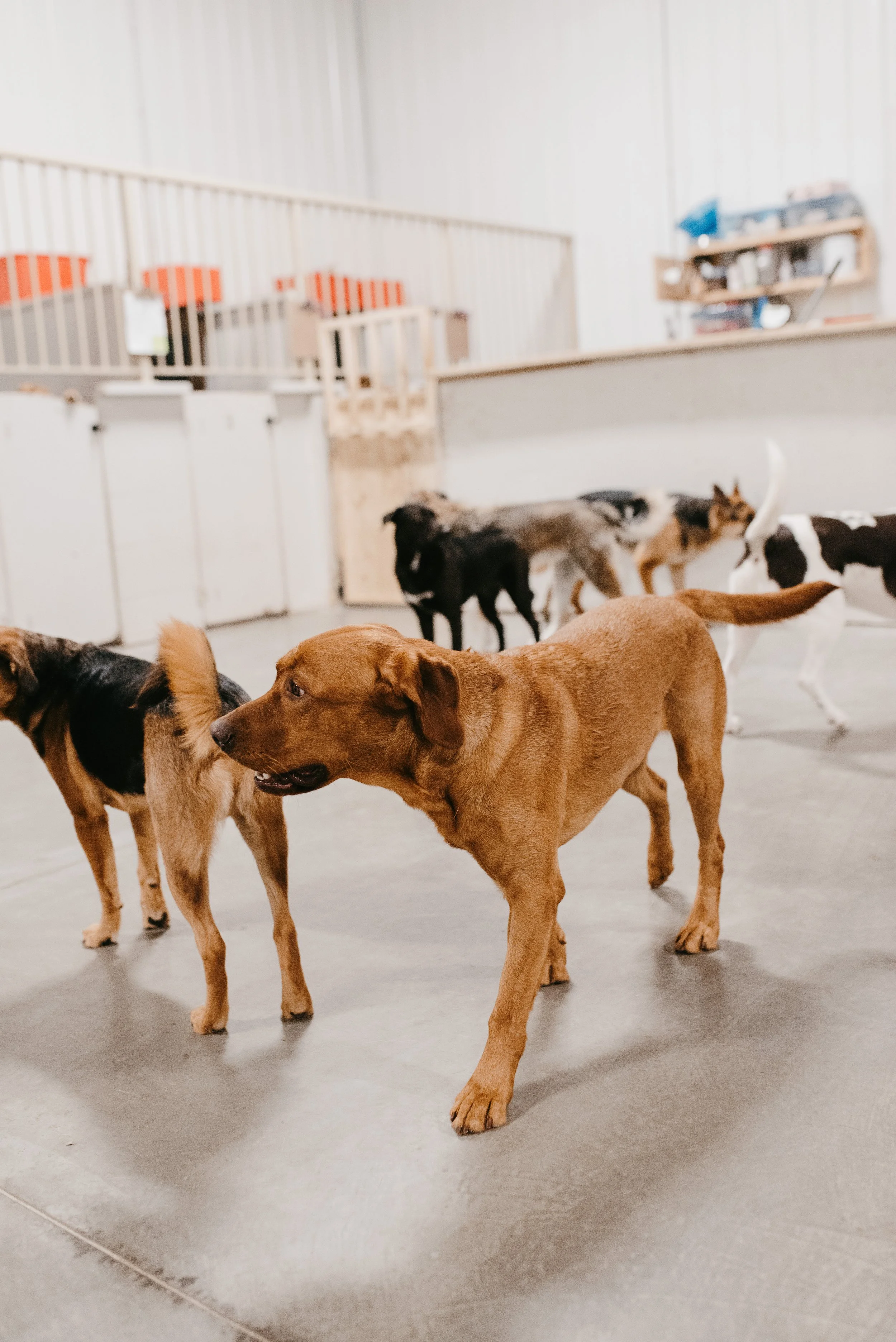 Why a Trial Day is Required Before Boarding at The Dawg House