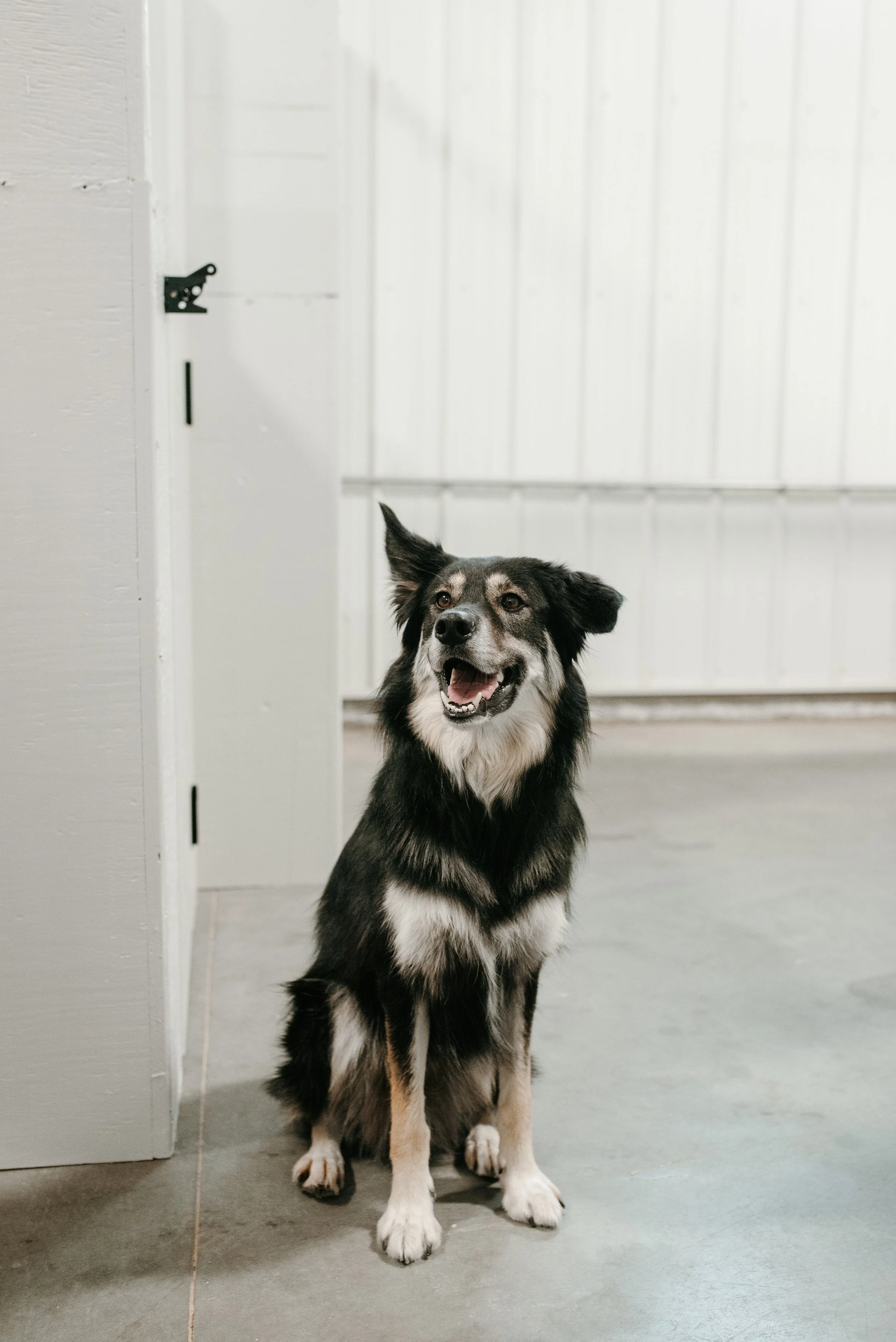 Choosing the Right Dog Daycare