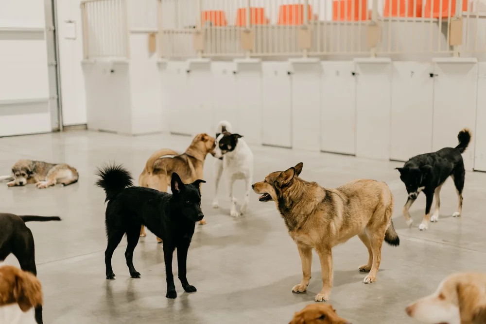 Dog Boarding — The Dawg House