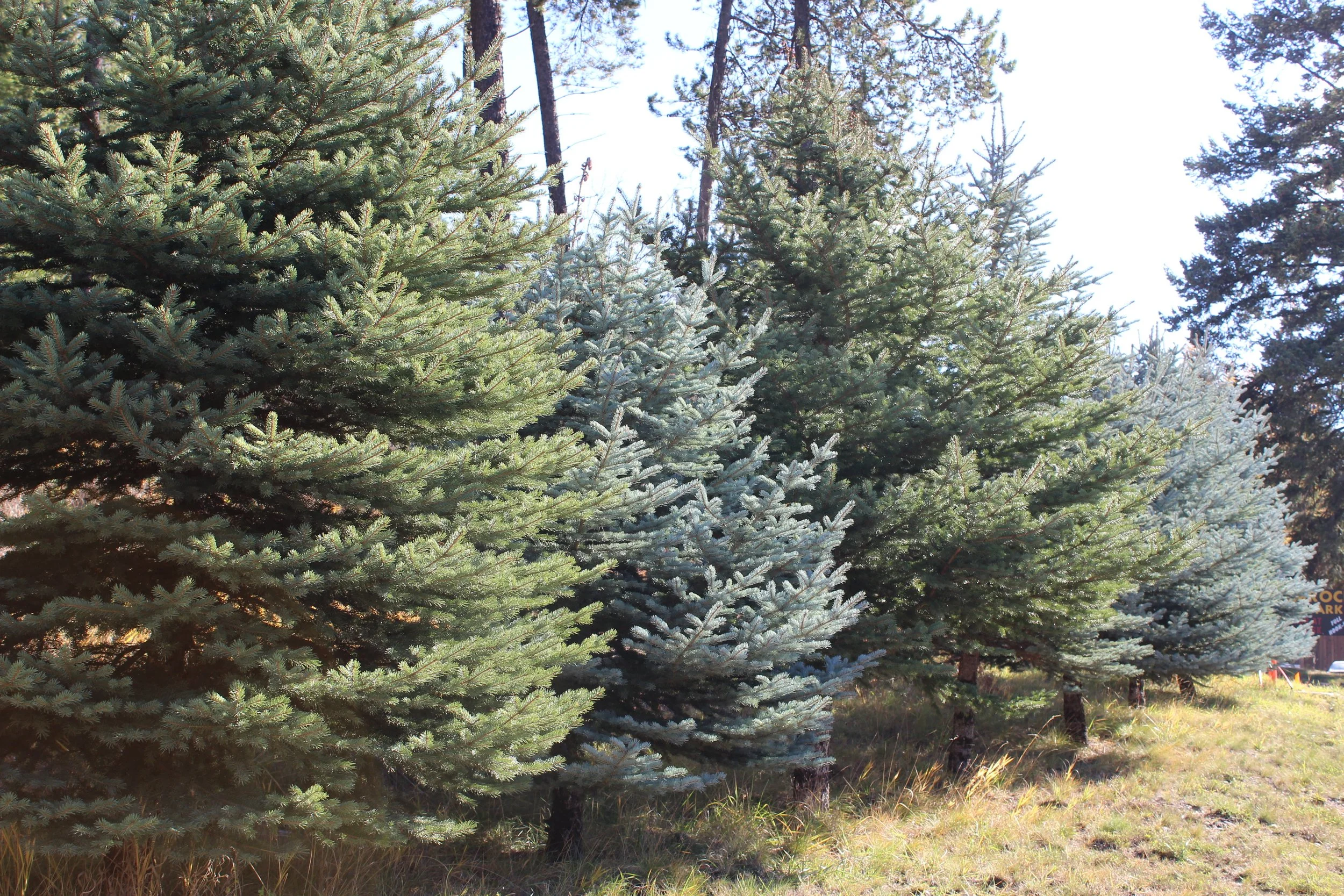 Rimrock Lodge RV Park Open Year Round — Rimrock Lodge