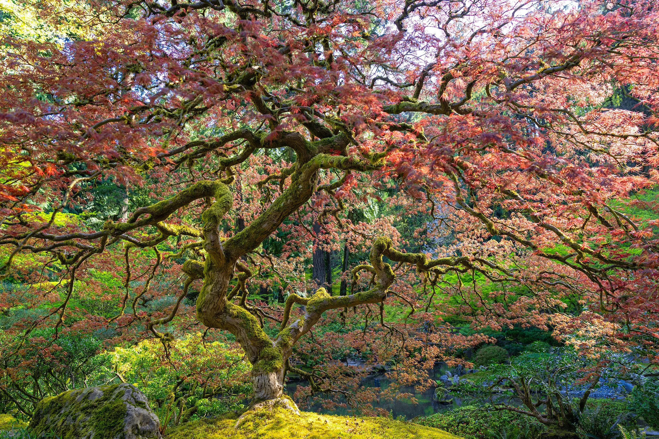 Japanese Maple tree at the Portland Japanese Garden with twisted branches covered in green moss and reddish leaves.