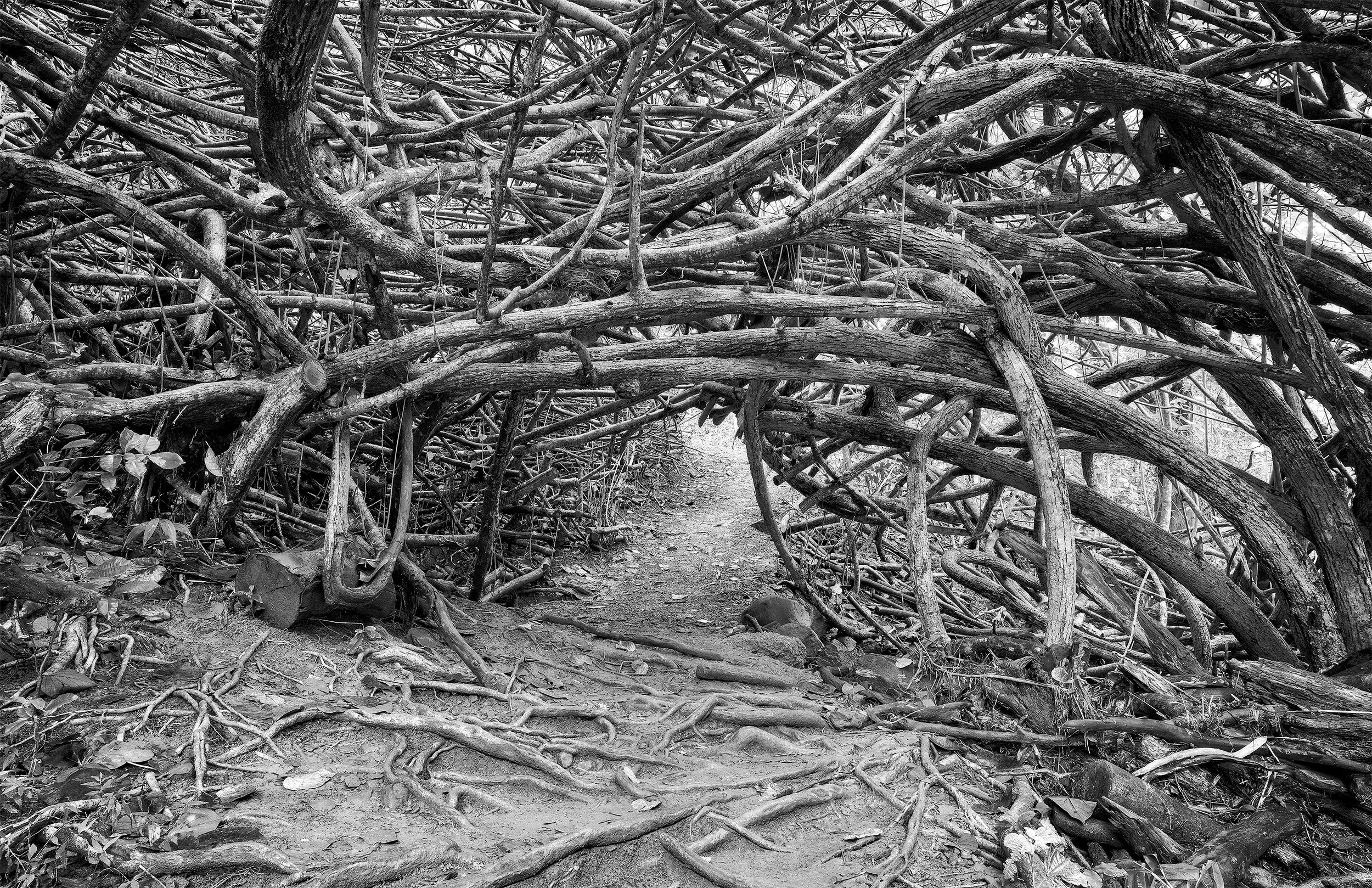 A pathway through trees with tangled, fallen branches forming a natural archway in a forest setting at Twin Falls on Maui, Hawaii.