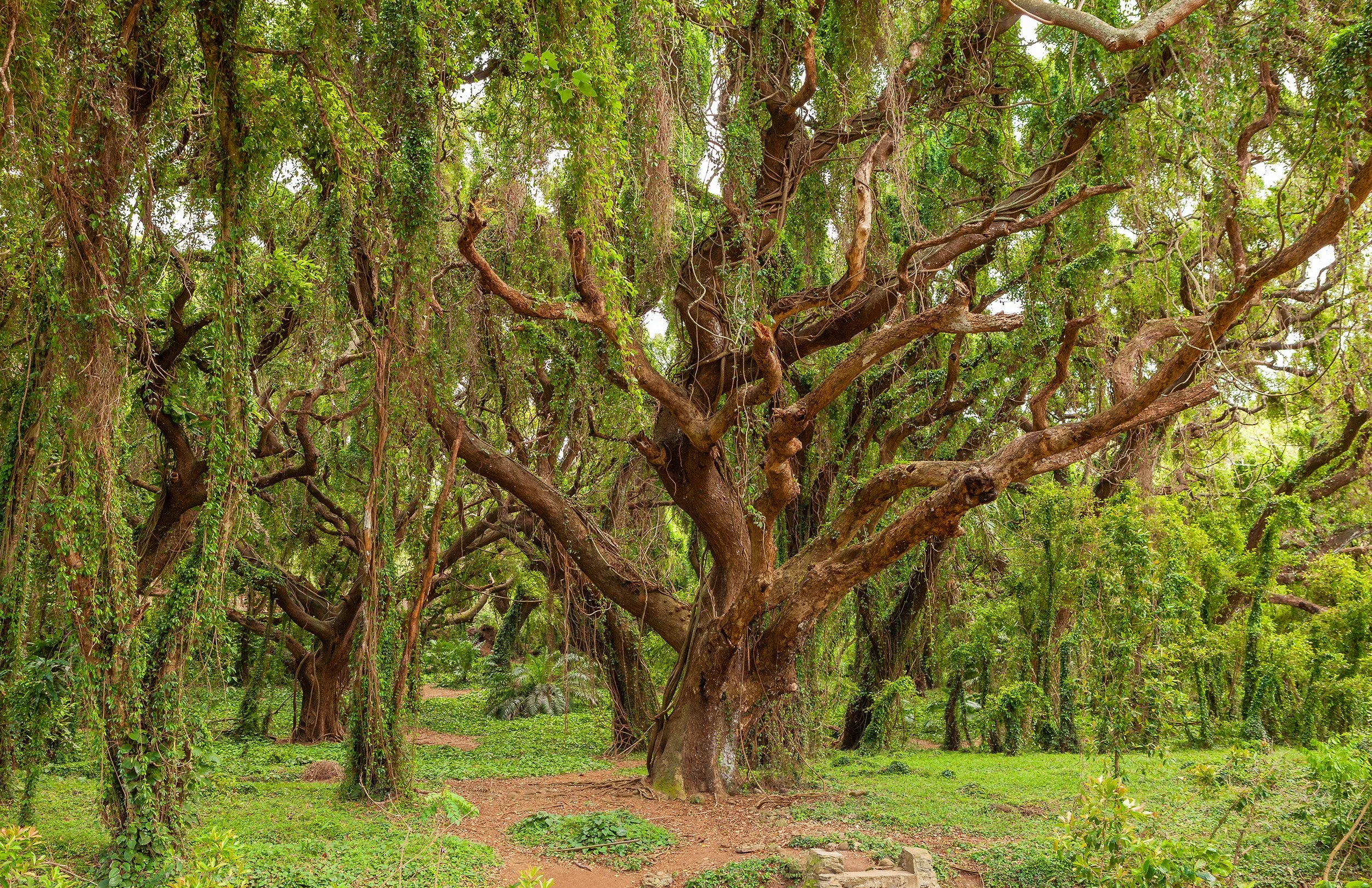 Banyan Tree on Kauai, Hawaii