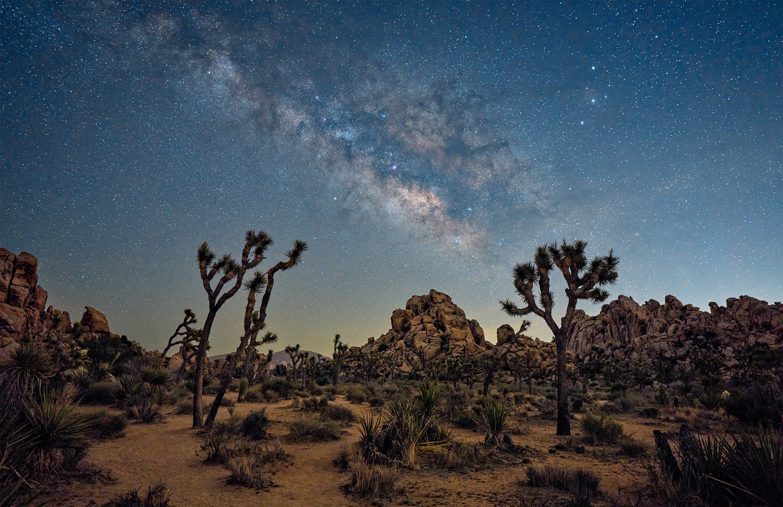 Joshua Tree