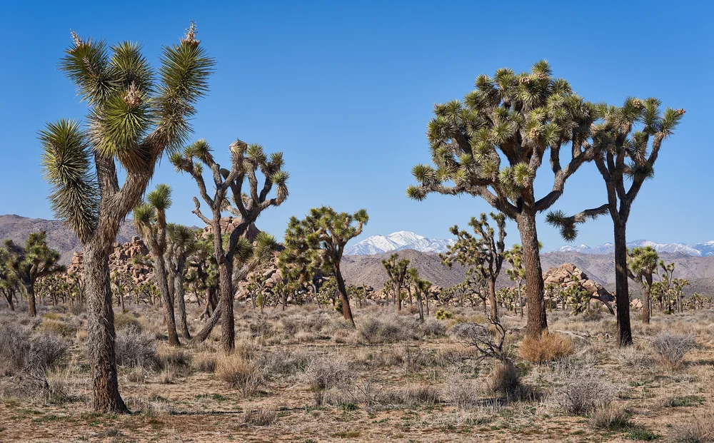 JTNP-Snow Cap_Wide.jpg