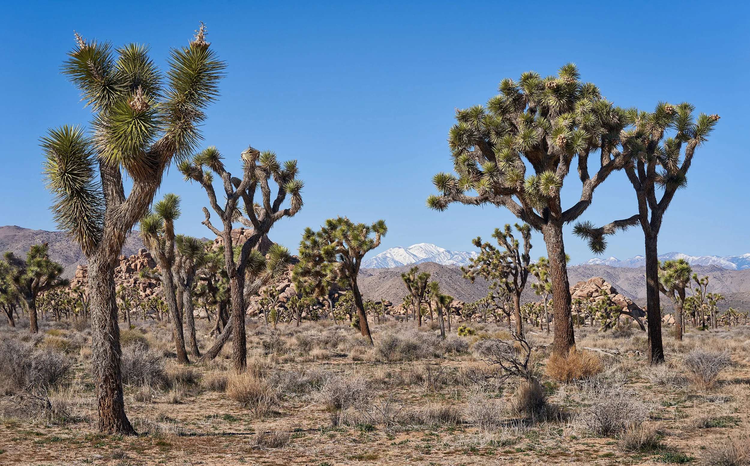 Joshua Tree National Park