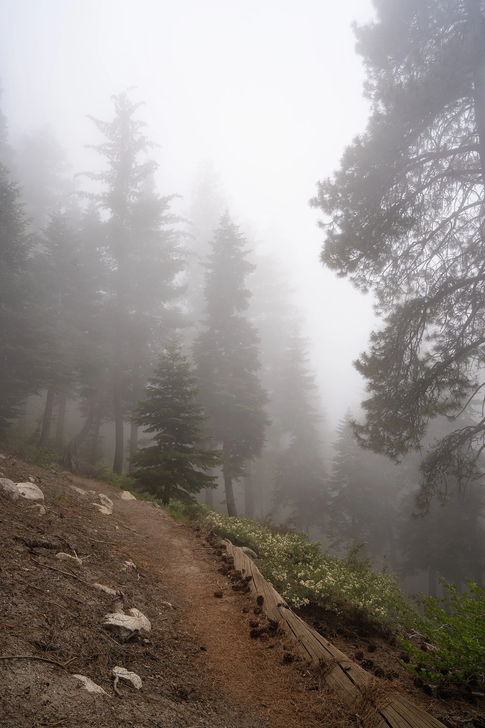 A foggy forest scene with a dirt trail, tall pine trees, and scattered rocks and plants along the path.