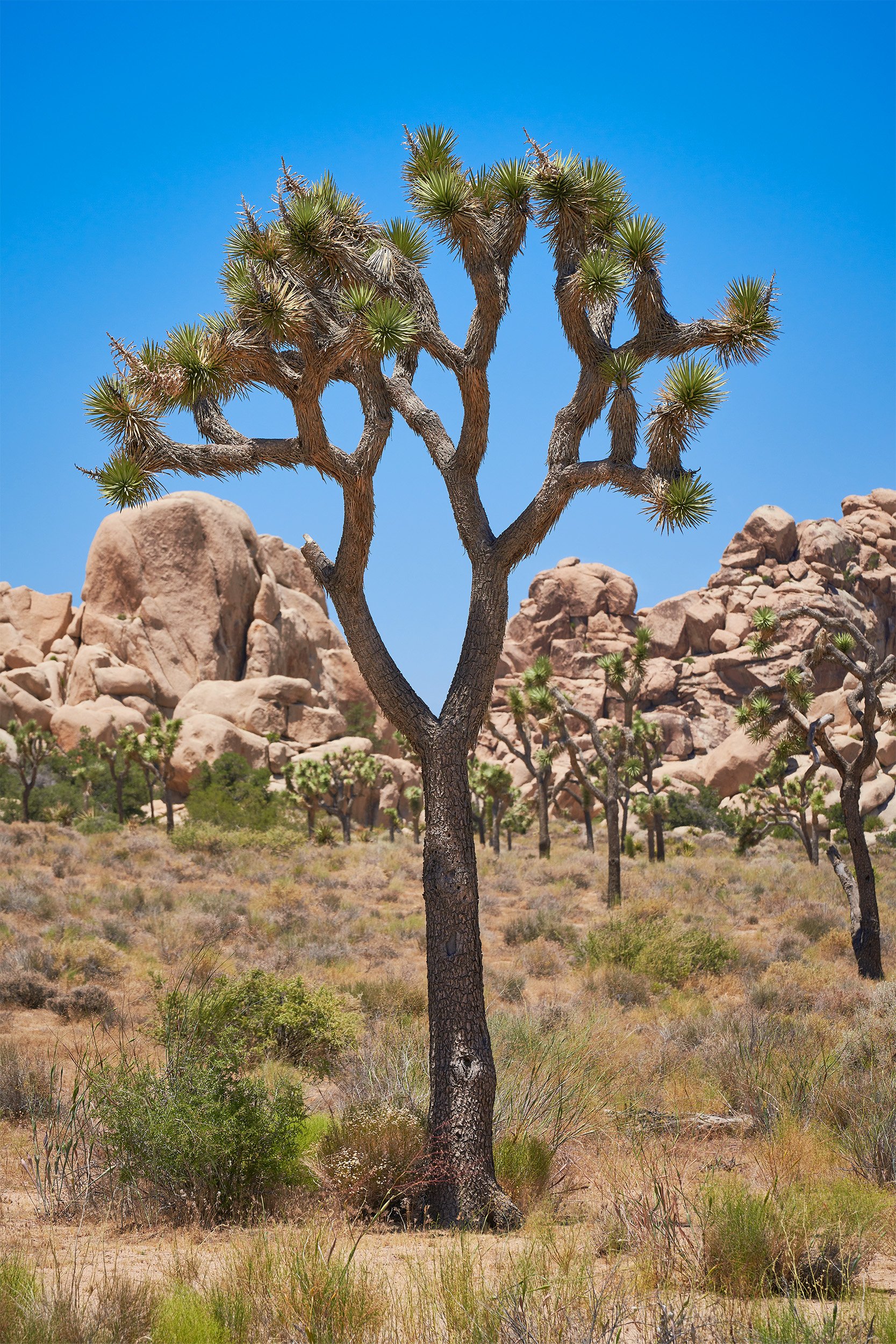 Joshua Tree at Joshua Tree National Park