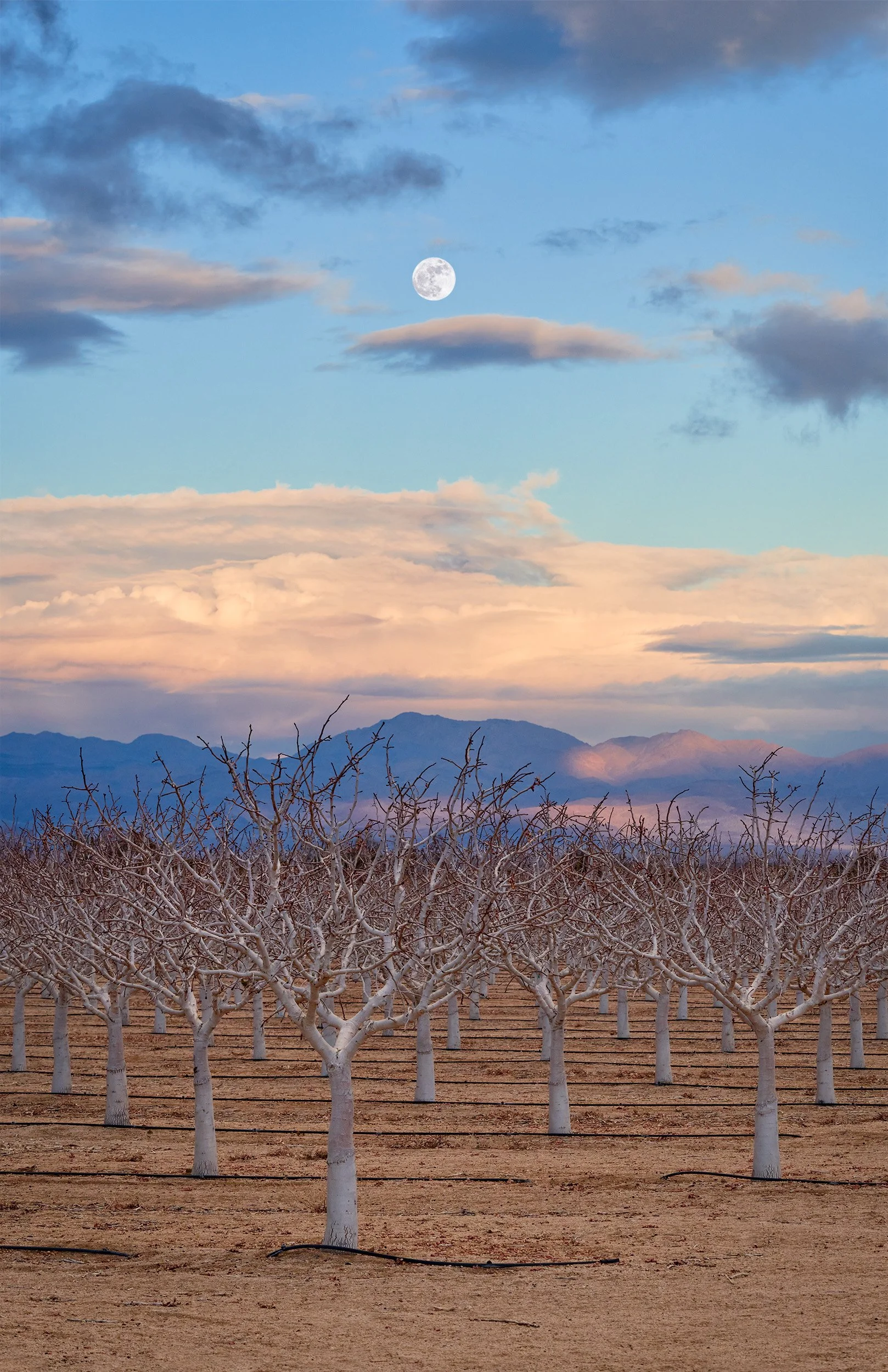 Pistachio farm with a mountain range in the distance and a partly cloudy sky with the moon visible.