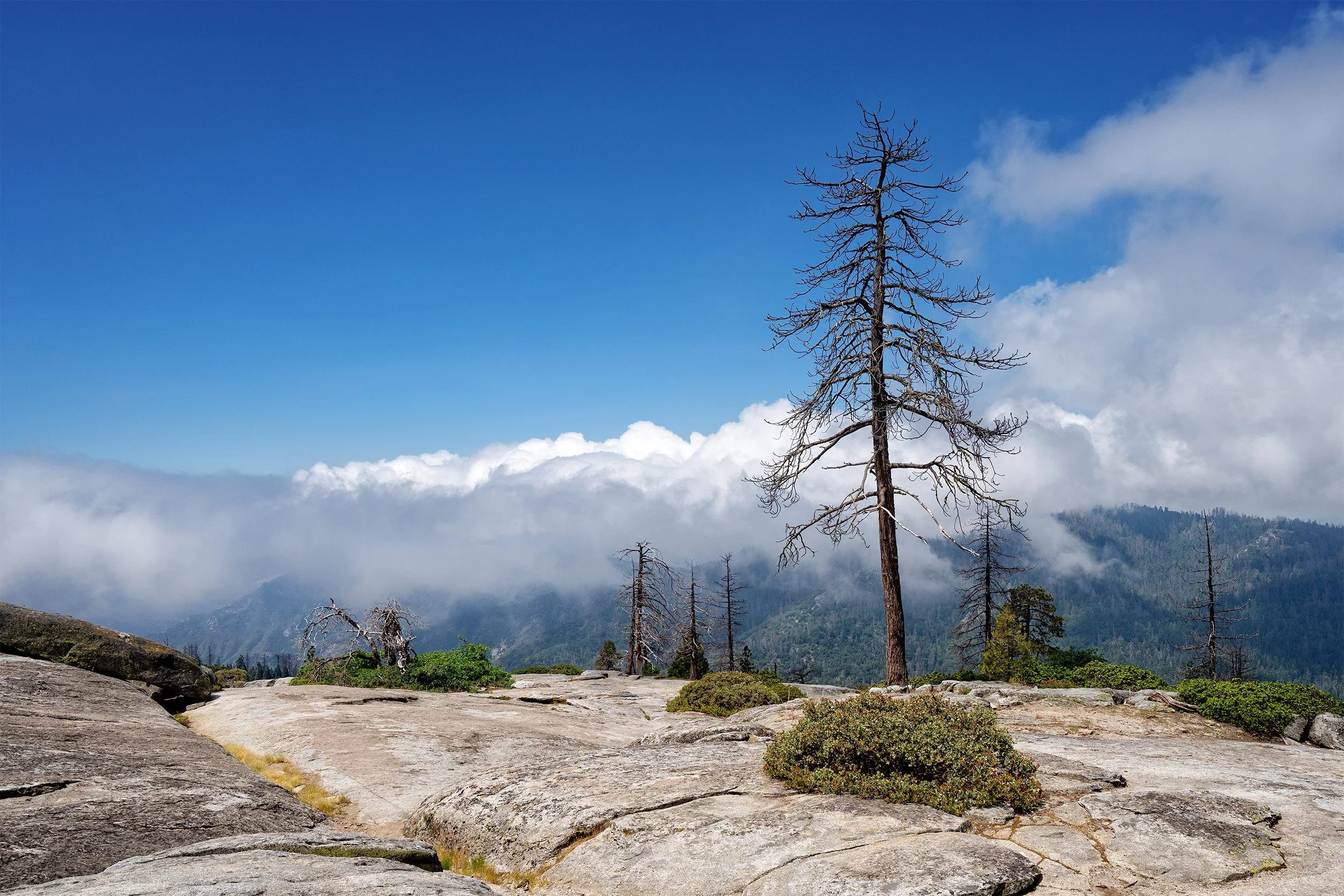 Above the Clouds at Sequoia National Park