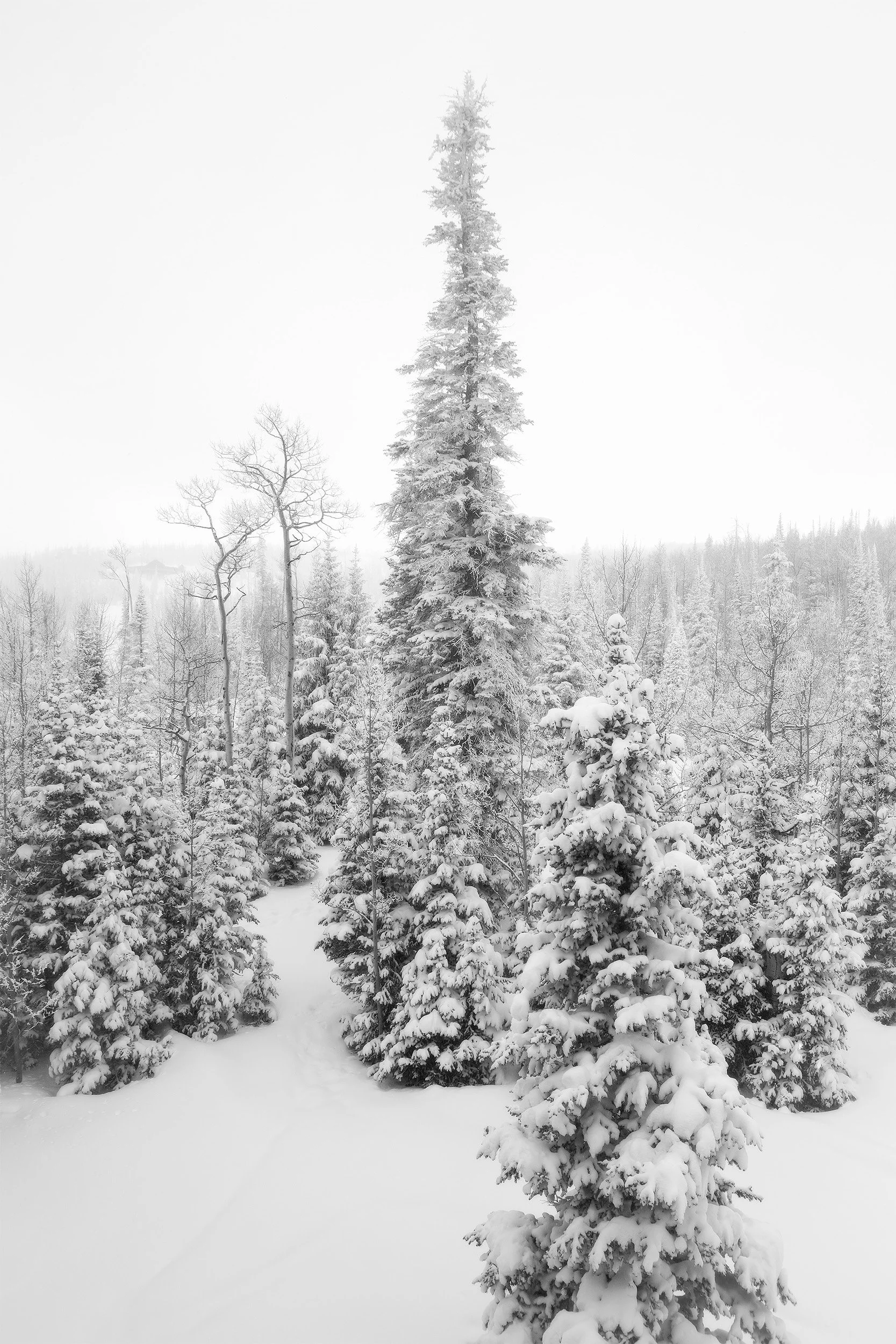 Snow-covered trees in a winter forest with a snow path leading into the distance