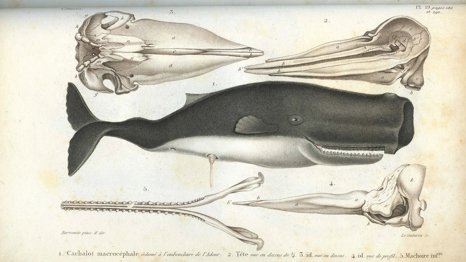 De L’histoire naturelle des Cetaces
