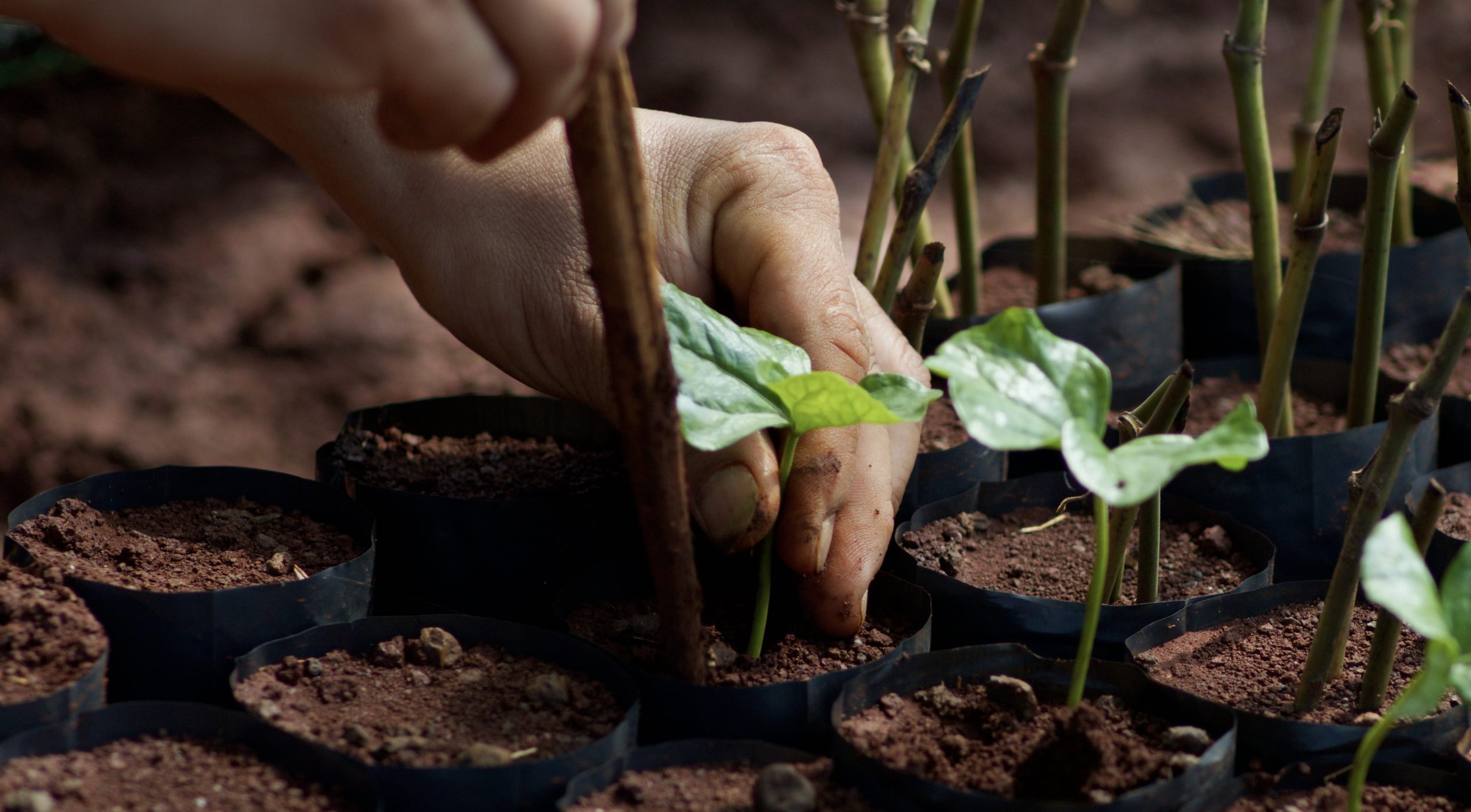 Coffee Origin Stories: Vietnam - Documentary