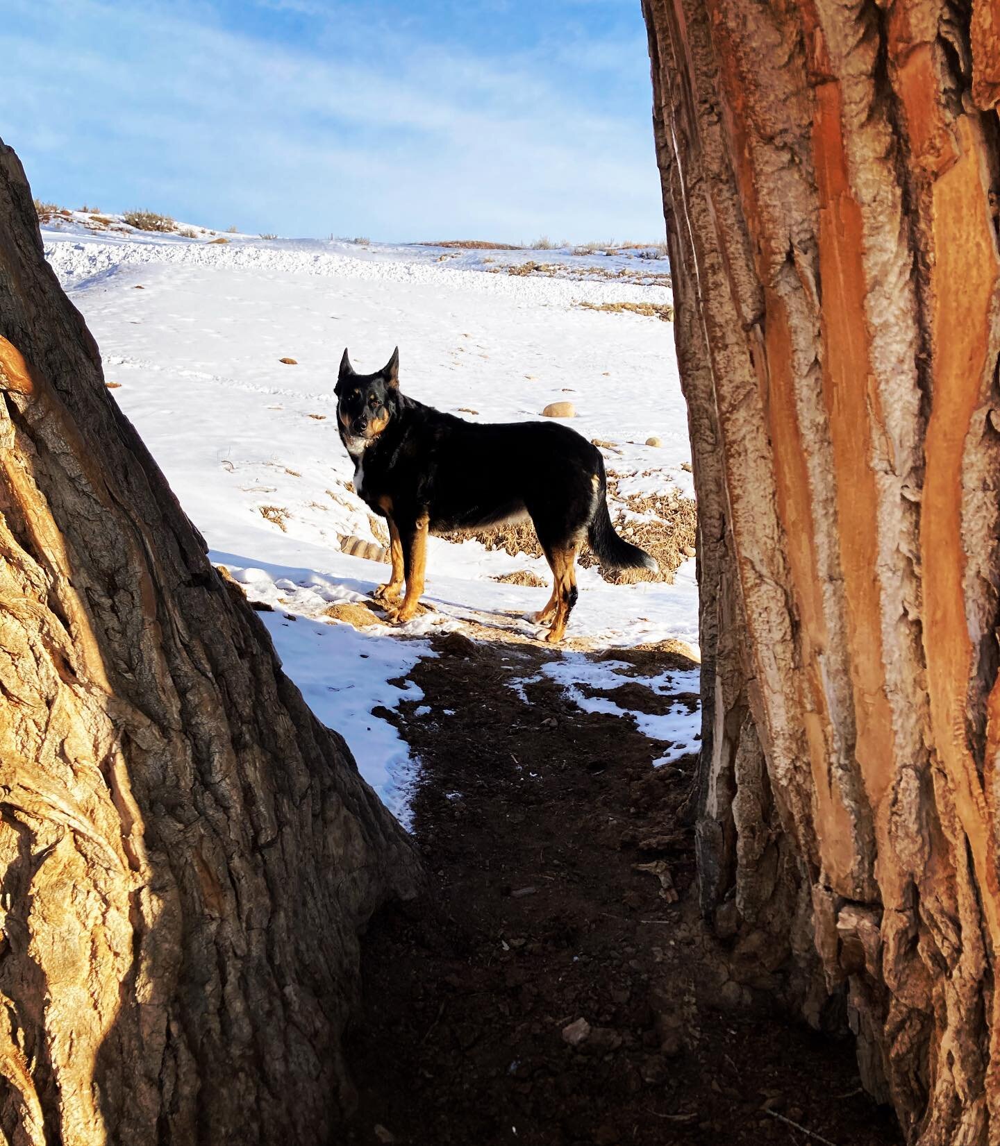 This morning, I walked and cried, and walked and raged, and just walked until I was spent and curled up in a pile of cottonwoods. I found one broad enough to lay upon, my cheek nestled against its smooth surface. The air and wind and time had planed 