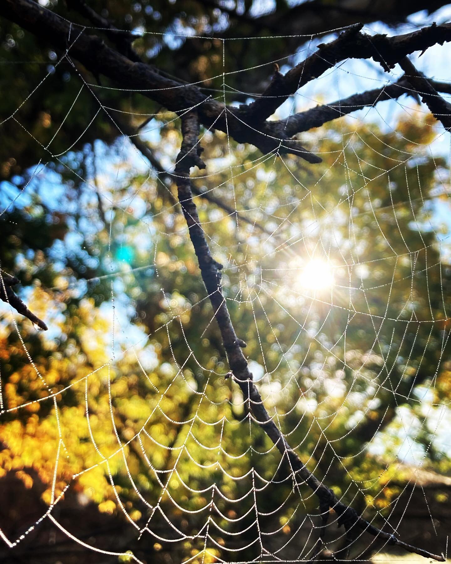 Walking through the trees, after a rain or a heavy dew, I am afforded the opportunity to catch the sun against an array of spiderwebs.  Each web fills me with a sense of wonder.  One minute, I see every radial, delicate dew drops strung along each th