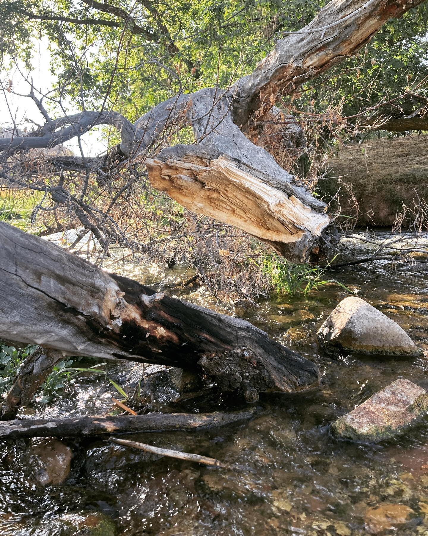 I was out for a hike, wandered over to a spot along the creek where a fallen tree crossed over the water.  Impulsively, I climbed out to the middle to sit in a little arm and do some serious thinking while the water flowed under me.  But, it broke ju