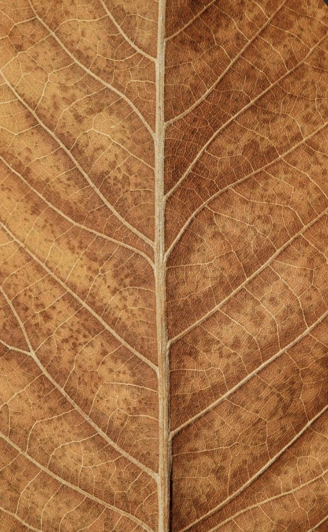 Close-up of a dried, brown leaf showing its intricate venation pattern.