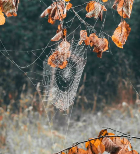 Spider web among brown autumn leaves hanging from branches in a wooded area.