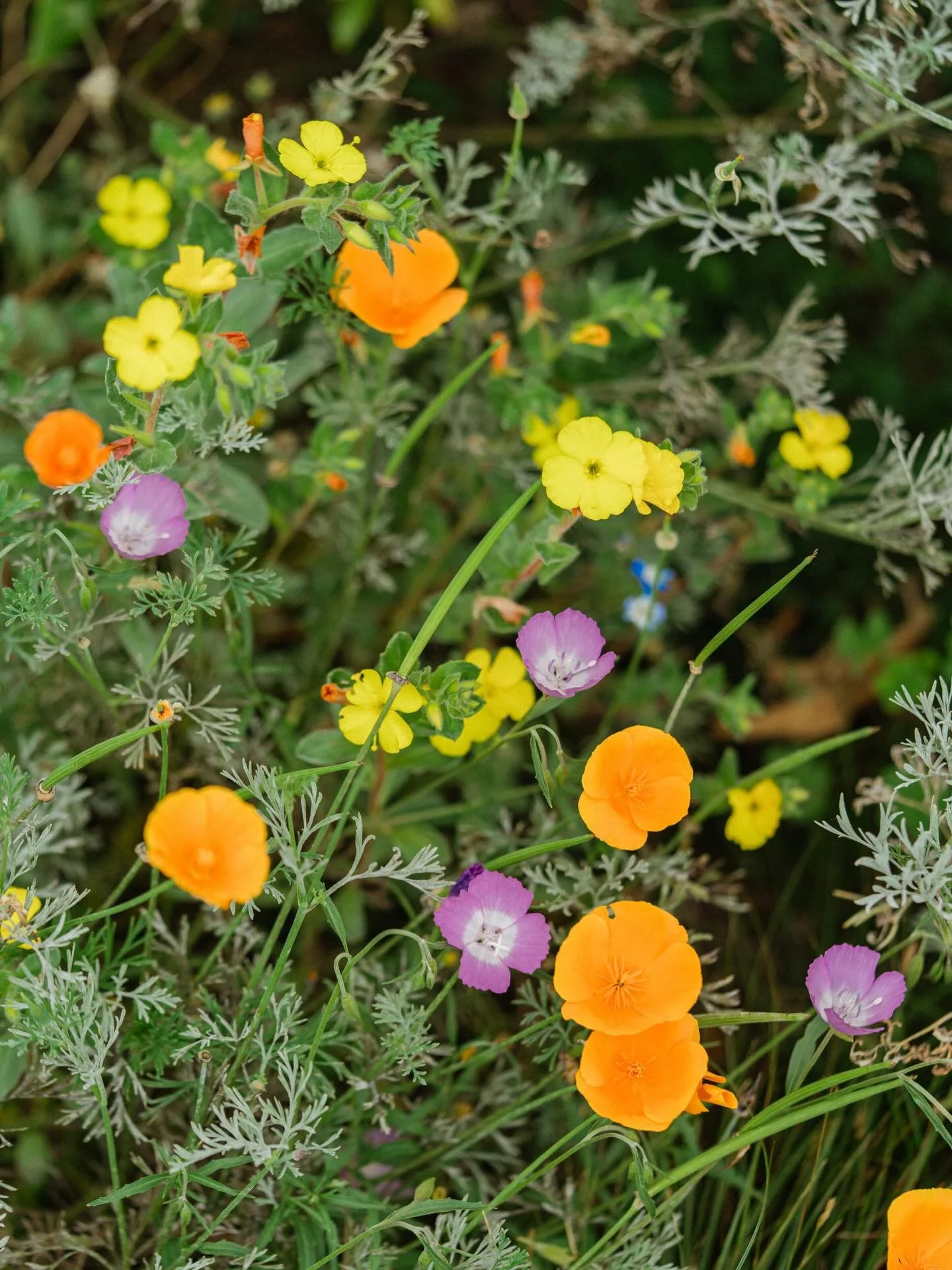 Happy Earth Day from Koheid! Today offers us a moment to celebrate the beautiful place we call home. We invite everyone to reflect on your own efforts to care for the planet, however big or small the impact may be. Koheid creates designs rooted in co