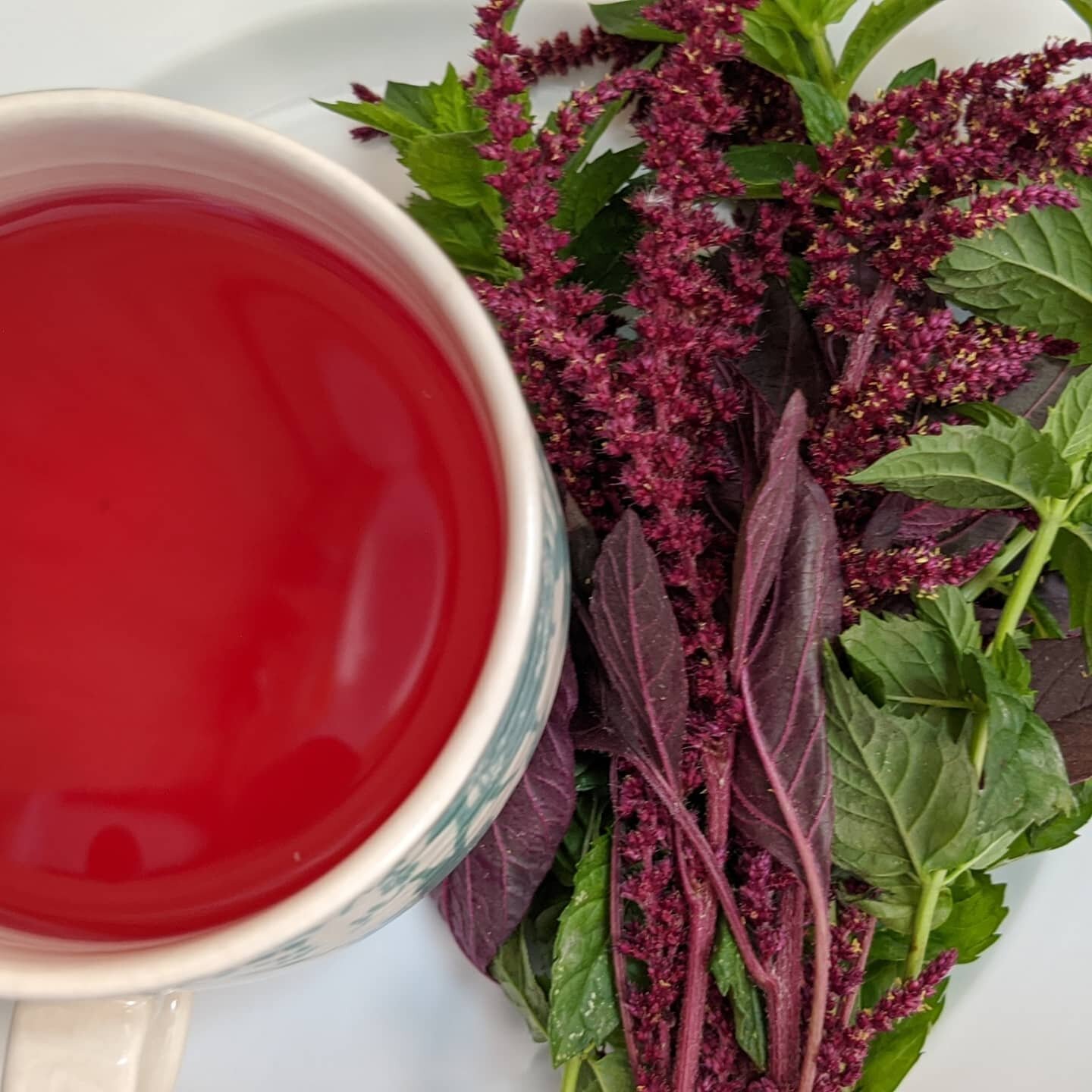 Amaranth and mint tea straight from the garden! Amaranth is a protein-packed pseudocereal crop that originated in the Americas. This tea, made with the flowers of the plant, is the beverage that Chef Ren&eacute; was raised on in his native Ecuador. 
