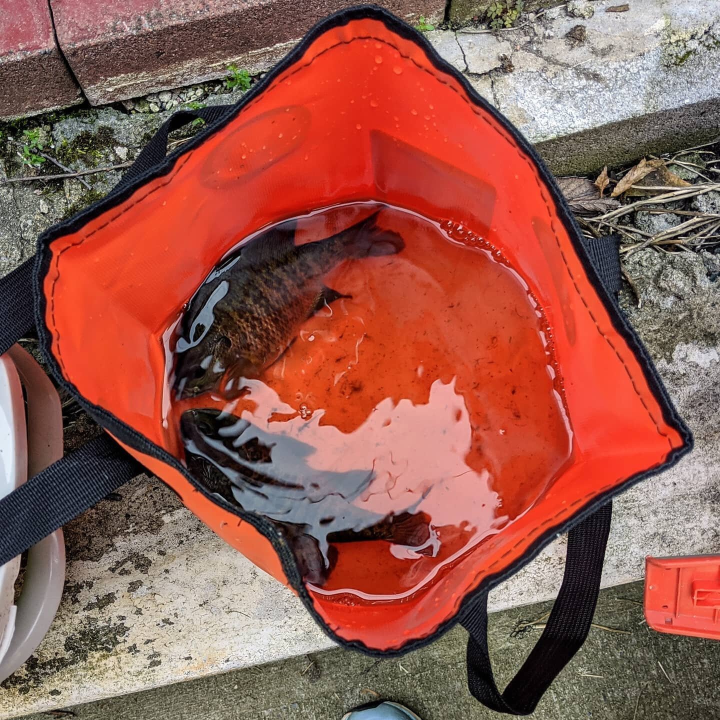 Frying up someone's first fish! #fishingwithkids #westchesternymoms #cookingwithkids #fishingwithgrandpa #nyfishing