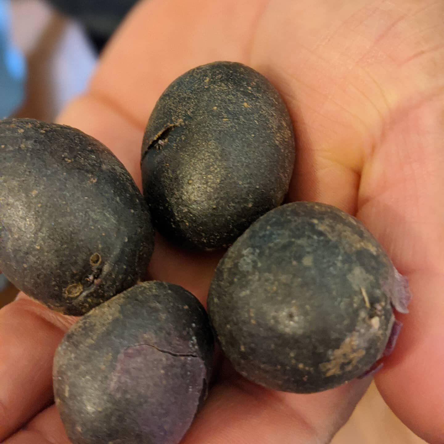 By some counts, there are more than 4,000 #potato varieties in the Andes, Chef Rene's homeland. Here are papas moradas fresh from the #garden today! #papas #growyourown #westchesternyeats