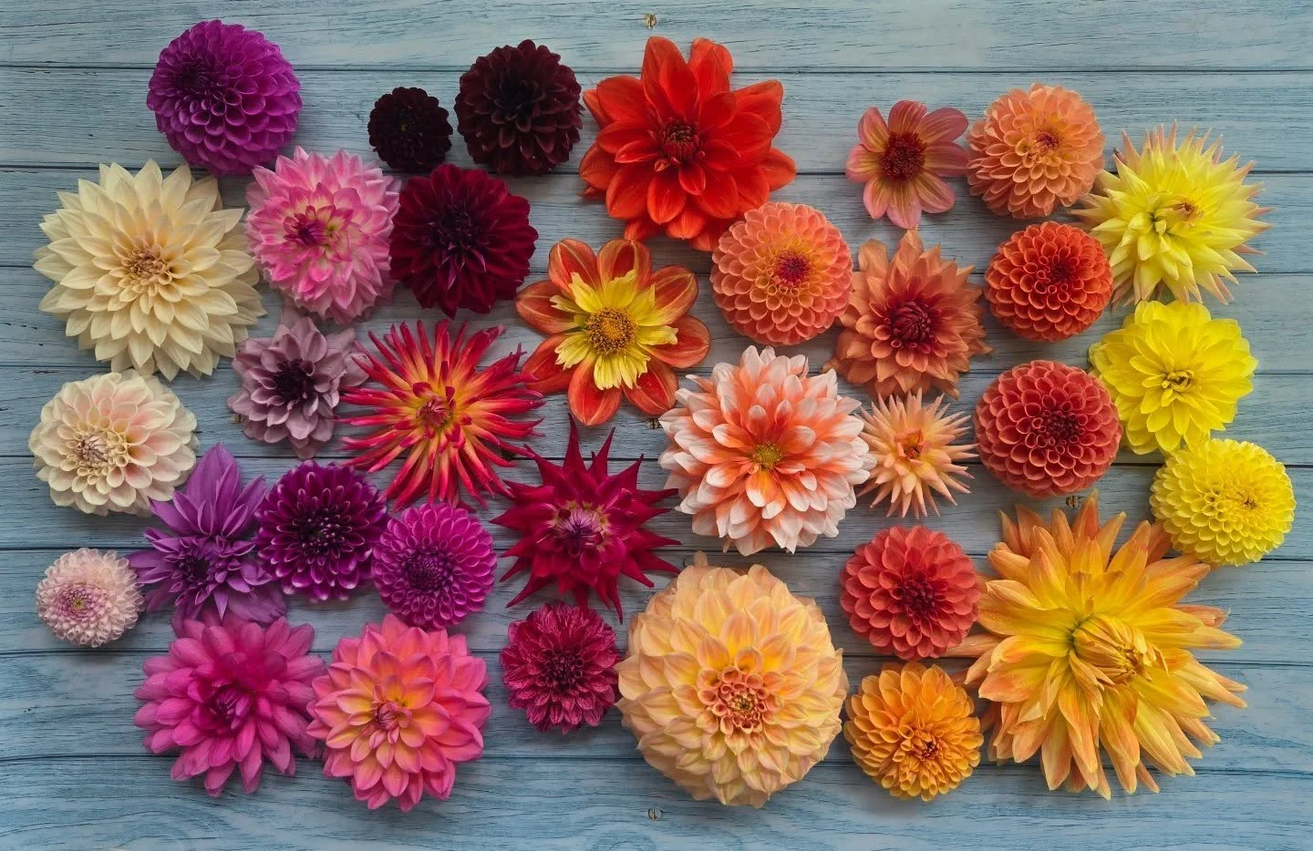 Spent the morning walking the dahlias, snipping some of this season&rsquo;s dahlias, each one more stunning than the next. Before the frost settles in, I&rsquo;m taking time to catalog their colors and forms so I can plan next year&rsquo;s plantings 