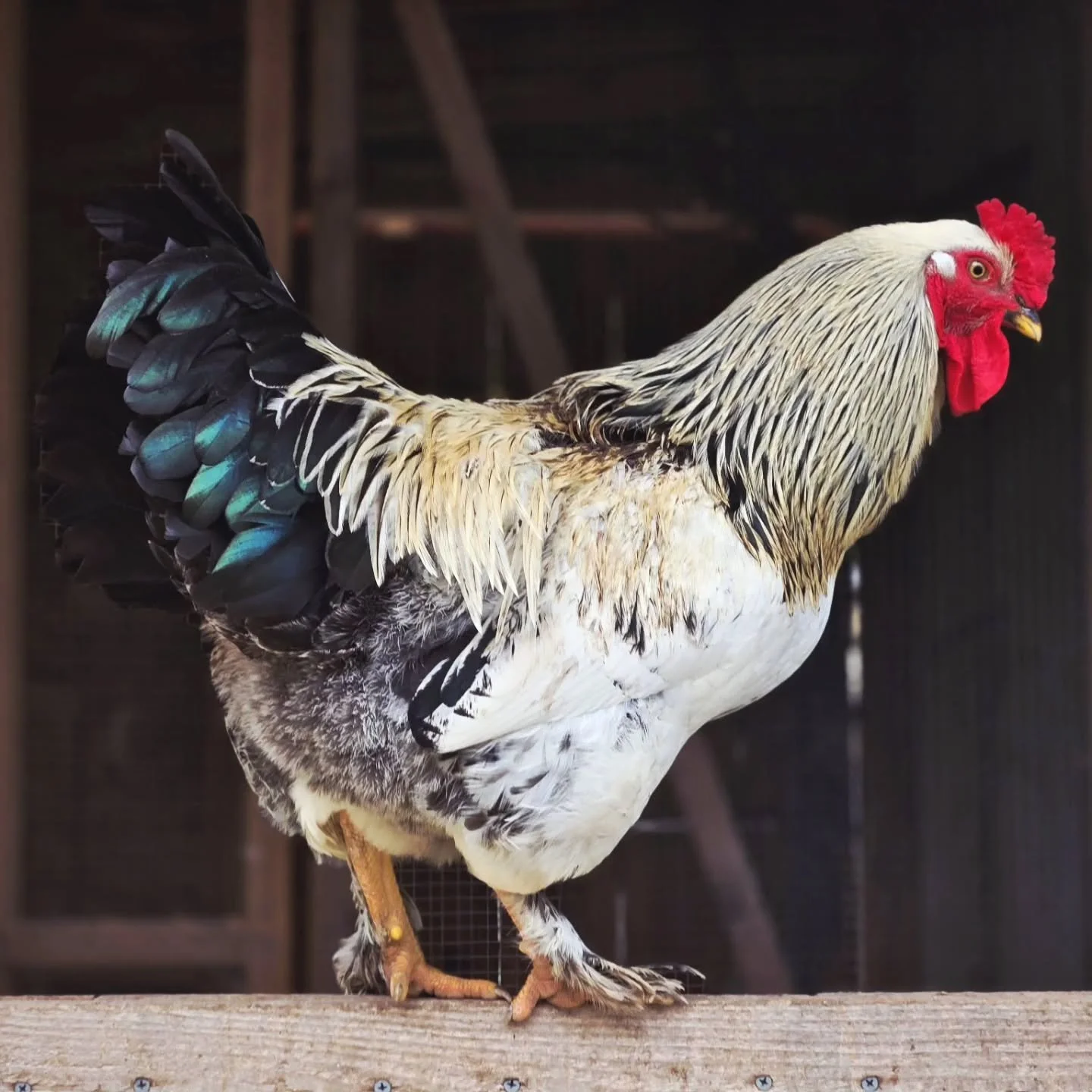 This year I incubated  chicks from my chicken eggs.  What a great experience.  To be able to grow our own layer chickens and meat chickens has truly been a blessing for our farm.  Here is a picture of one of my roosters today.  Always on guard and lo